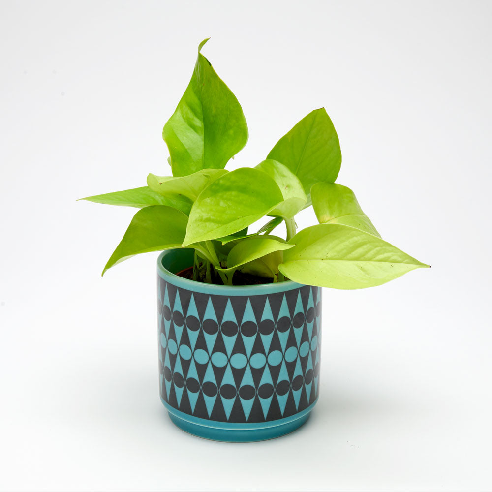hornsea pottery plant pot Magpie x Hornsea Planty Small