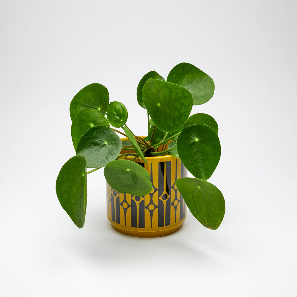 Magpie x Hornsea Planty Medium - Geo Chartreuse – MAGPIE