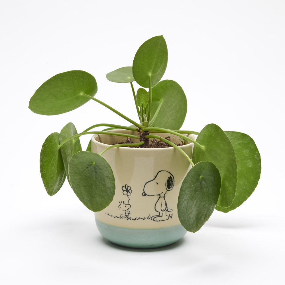 Peanuts Stoneware Planter Love is in Bloom
